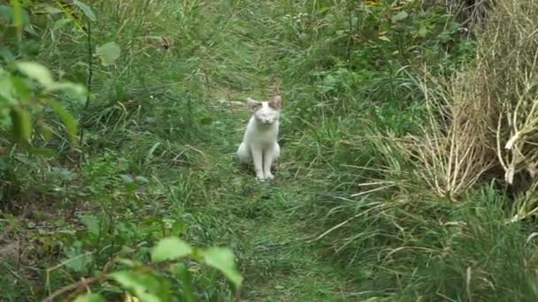 White Tortured Cat Sits Grassy Path Cries — Stockvideo