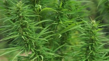 Hemp leaves sway in the wind. Part of a marijuana plant close-up.