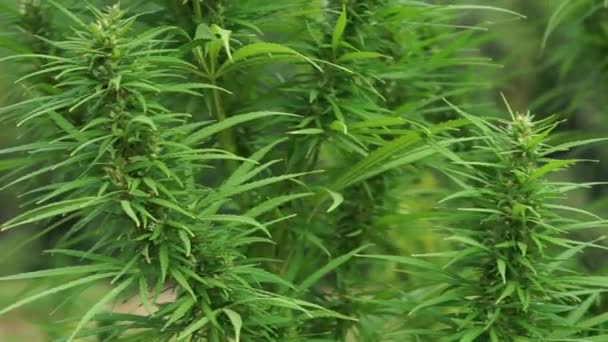 Hemp Leaves Sway Wind Part Marijuana Plant Close — Vídeo de stock