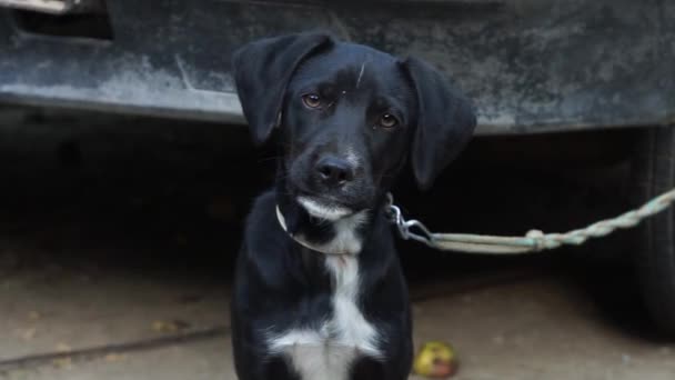 Small Black Dog Sits Looks Intelligently Eyes — Wideo stockowe