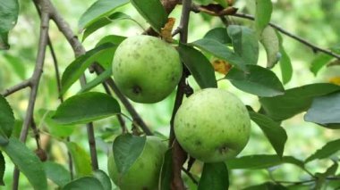 Several large green Semerenka apples grow on a branch of an apple tree. Close-up video recording with wiring