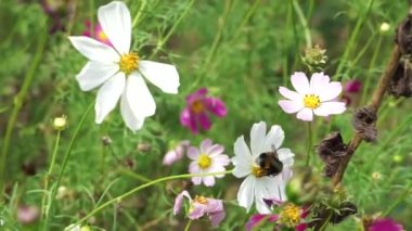 Yabani çiçeklerin böcekler tarafından polenlenmesi. Büyük bir eşek arısı beyaz bir çiçekten polen toplar