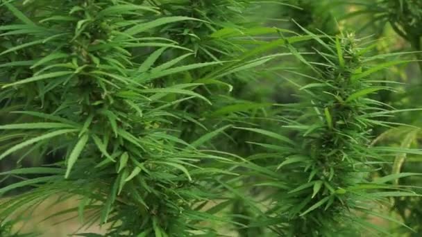 Parte Primer Plano Una Planta Marihuana Cáñamo Deja Influencia Viento — Vídeo de stock