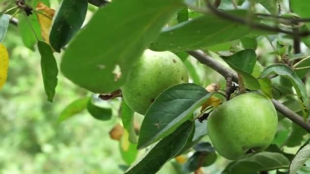 Jabłka Odmiany Simyrenko Rosną Gałęzi Drzewa Zdjęcia Zbliżeniowe Okablowaniem — Wideo stockowe