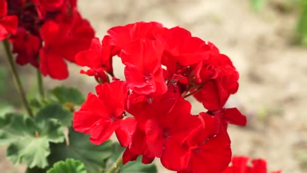 Červené Muškáty Krásné Pelargoniové Květiny Venku Rostou Krásné Divoké Červené — Stock video