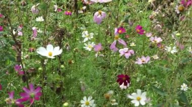 Rüzgarda savrulan kır çiçeklerine yakın çekim.