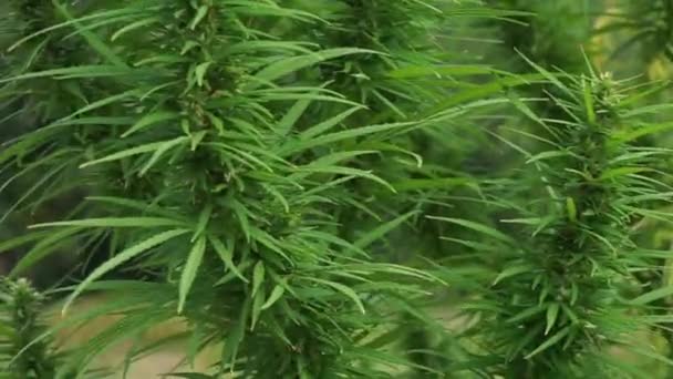 Several Marijuana Stalks Sway Wind — Vídeos de Stock