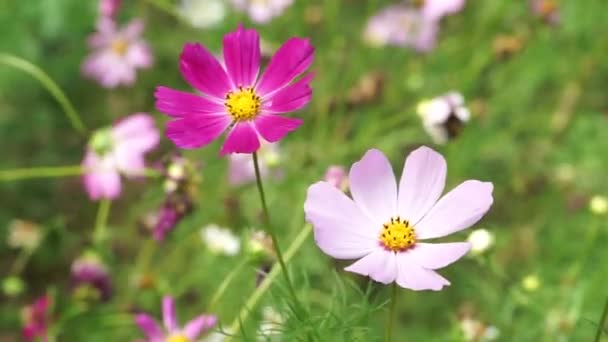 Close Cosmya Symphony Purple Flower Close Cosmeia — ストック動画