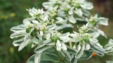 Euphorbia marginata Erken Kar. Euphorbia ya da Milkweed sınırında.