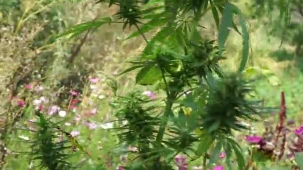 바람에 나부끼는 녹색의 줄기의 일부가 들꽃들의 과맞닿아 있습니다 마리화나의 — 비디오