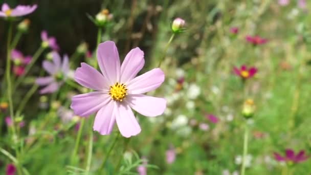 Cosmos Sulphureus Flower Close Размытом Фоне Других Летних Цветов — стоковое видео