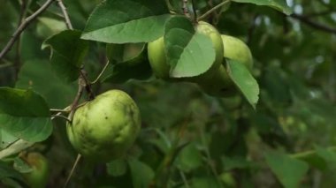 Three green apples ripen on a branch of an apple tree. Close-up shot of an apple tree branch with green apples