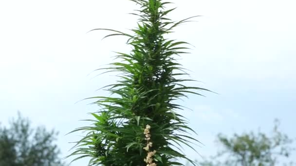 Cannabis Sativa Large Plant Wild Hemp Wire Camera Plant Top — Vídeo de stock