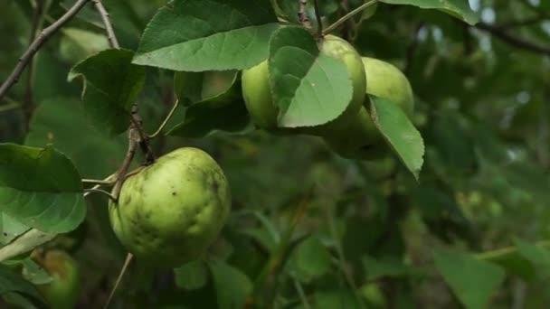 Trzy Zielone Jabłka Dojrzewają Gałęzi Jabłoni Zbliżenie Gałązki Jabłoni Zielonymi — Wideo stockowe