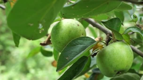 Semerenka Apples Big Green Apples Grow Tree Branch Close Video — Vídeo de Stock