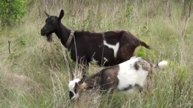 Domestic goats. The kid grazes on the levada, and the big goat mother watches carefully. Spotted goat and black goat