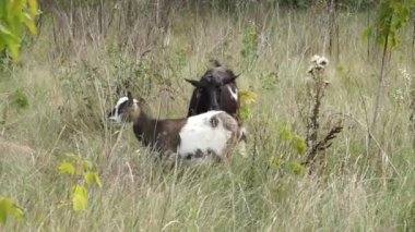 A domestic black goat and a small goat on a pasture