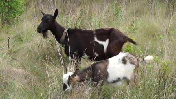 Domestic Goats Kid Grazes Levada Big Goat Mother Watches Carefully — Stock video
