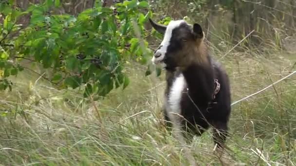 Young Spotted Goat Grazes Pasture Village — Wideo stockowe