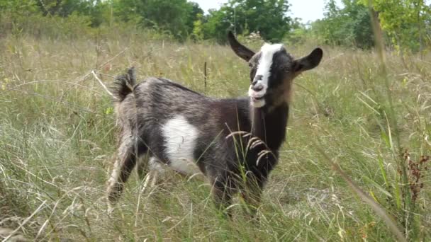 Close Mottled Hornless Kid Small Goat Standing Pasture Kid Standing — Stockvideo
