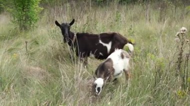 Domestic goat and baby goat. A black domestic goat grazes with a spotted kid on a pasture in the village.