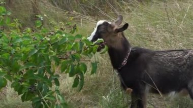 A domestic goat eats leaves from a bush in the pasture.