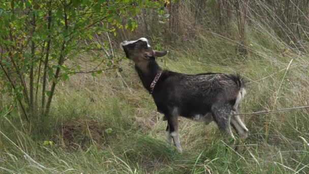 Small Domestic Goat Eats Leaves Tree — Stock videók