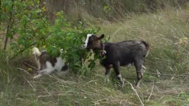 Two spotted domestic goats eat leaves from a bush in the pasture.