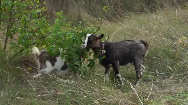 Two Spotted Domestic Goats Eat Leaves Bush Pasture — Vídeos de Stock