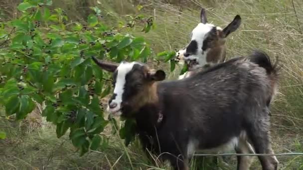 Domestic Goats Eat Green Leaves Bush — Stock video