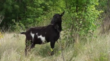 Domestic goat on the pasture. A hornless black goat eats leaves from a tree. Black domestic goat in summer on the pasture.