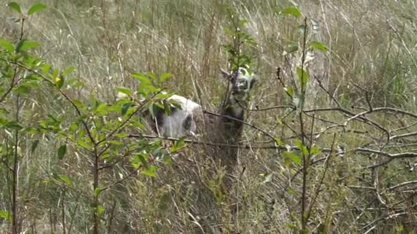 Domestic Spotted Goat Eats Leaves Young Cherry Trees — Wideo stockowe