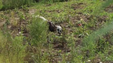 Spotted domestic goat eats weeds in the garden.