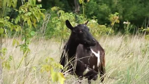 Domestic Big Black Hornless Goat Eats Leaves Young Maple Shoots — Video Stock