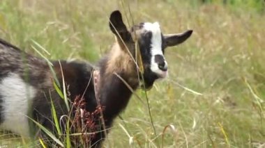 A domestic goat walks in the pasture and eats grass. Close-up of a goat in the pasture.