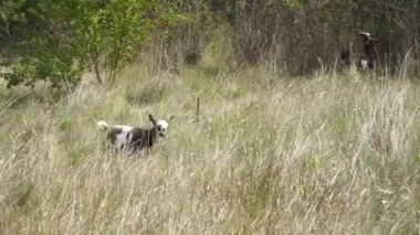 A small mottled goat walks on the tall dry grass in the pasture