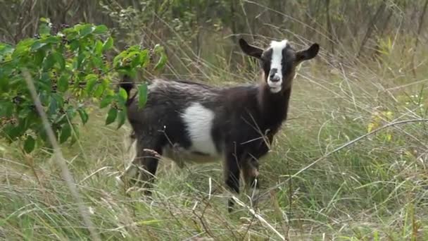 Hornless Domestic Goat Stands Tall Dry Grass — Vídeos de Stock