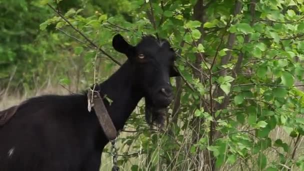 Big Black Hornless Goat Scratches Its Head Bush Chases Away — Vídeo de Stock