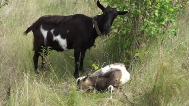 Domácí Kozy Velká Černá Koza Skvrnité Dítě Pastvině Plemeno Domácích — Stock video