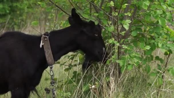 Velká Černá Domácí Koza Odpuzuje Mouchy Ušima Kozí Zblízka Zeleného — Stock video