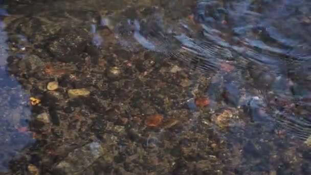 Чиста Вода Мілководді Швидкій Річці — стокове відео