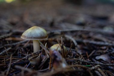 İki mantar yakın plan. Bulanık arkaplan üzerine seçmeli odak.