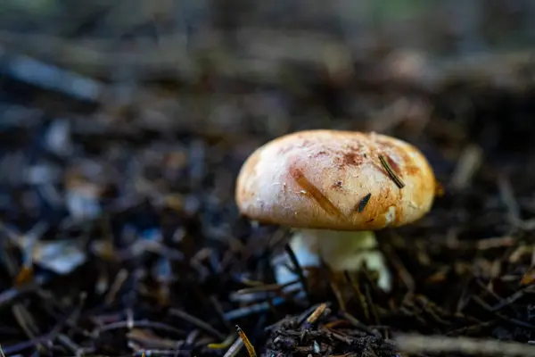 stock image A large mushroom with a brown cap. Selective focus. Blurred background. Coniferous forest.