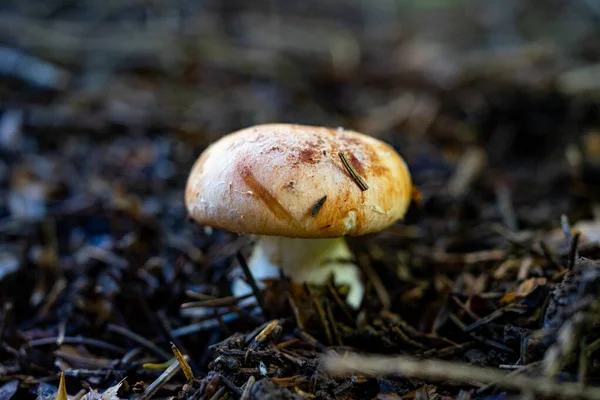 stock image A large mushroom with a brown cap. Selective focus. Blurred background. Coniferous forest