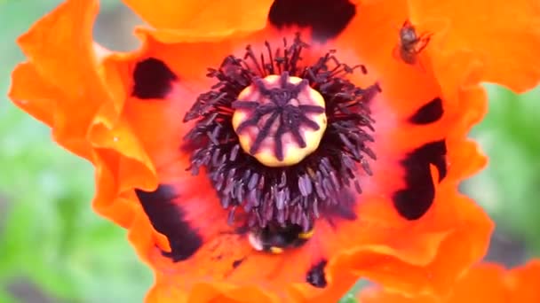 Pszczoły Zbierają Pyłek Czerwonego Maku Duży Czerwony Mak Kwiat Zbliżenie — Wideo stockowe