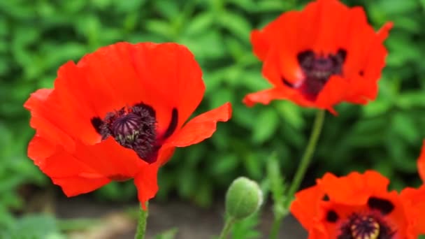 Червоні Макові Квіти Крупним Планом Вітер Великі Червоні Макові Квіти — стокове відео