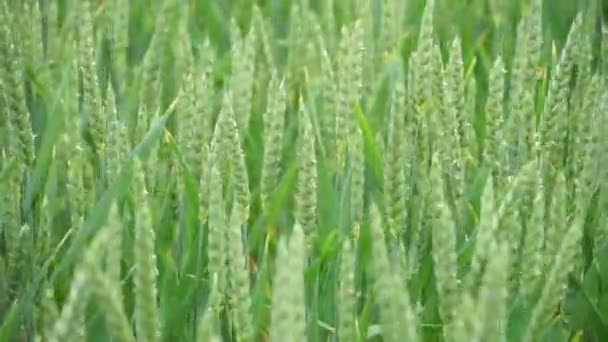 Zielone Uszy Kukurydzy Bliska Wiatr Kołysze Zielone Uszy Kukurydzy — Wideo stockowe