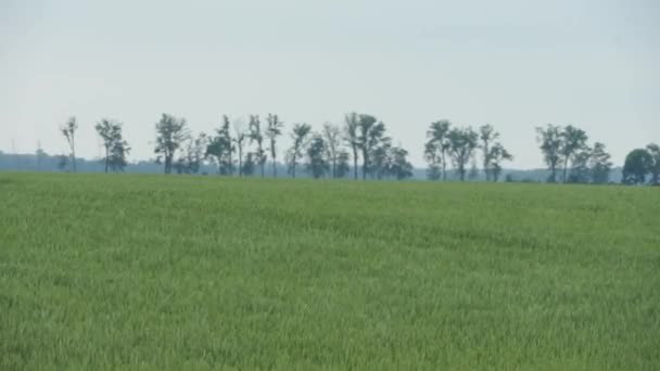 Krajobraz Wiejski Zielone Żyto Boisku Wiatr Kołysze Uszy Kukurydzy — Wideo stockowe