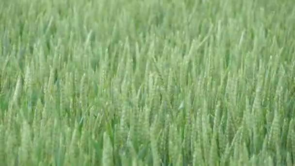 Wykształcenie Rolnicze Zielone Uszy Kukurydzy Zbliżenie — Wideo stockowe