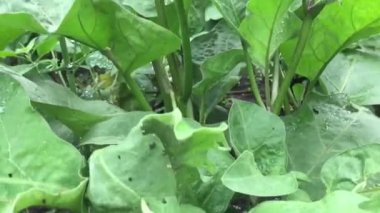 Büyük patlıcanlı bir çalı. Açık zeminde patlıcan yetişiyor.